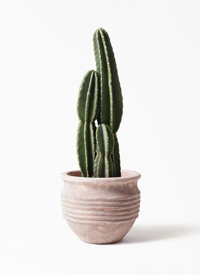 観葉植物 柱サボテン 8号 テラアストラ リゲル 赤茶色 付き 観葉植物ならhitohana ひとはな