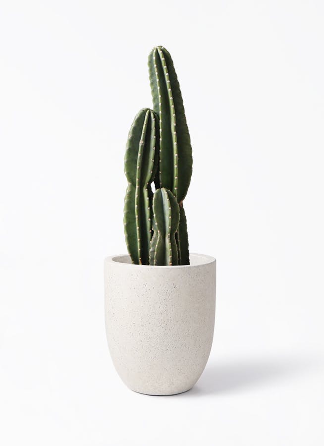 柱サボテン | 観葉植物の通販ならHitoHana（ひとはな）