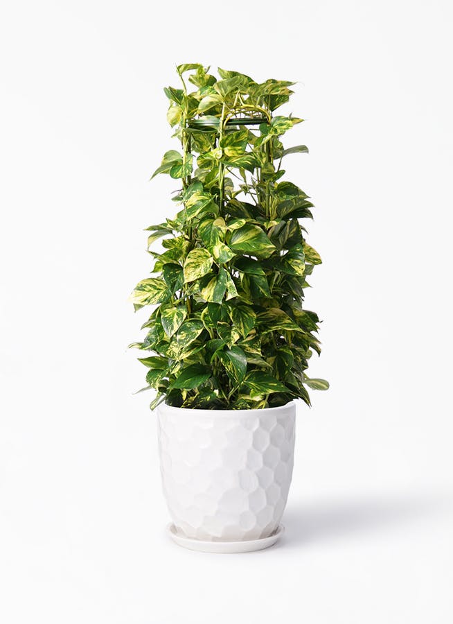 観葉植物 ポトス 8号 サンタクルストール 白 付き 観葉植物ならhitohana ひとはな 観葉植物 ポトス 8号 サンタクルストール 白 付き 観葉植物ならhitohana ひとはな