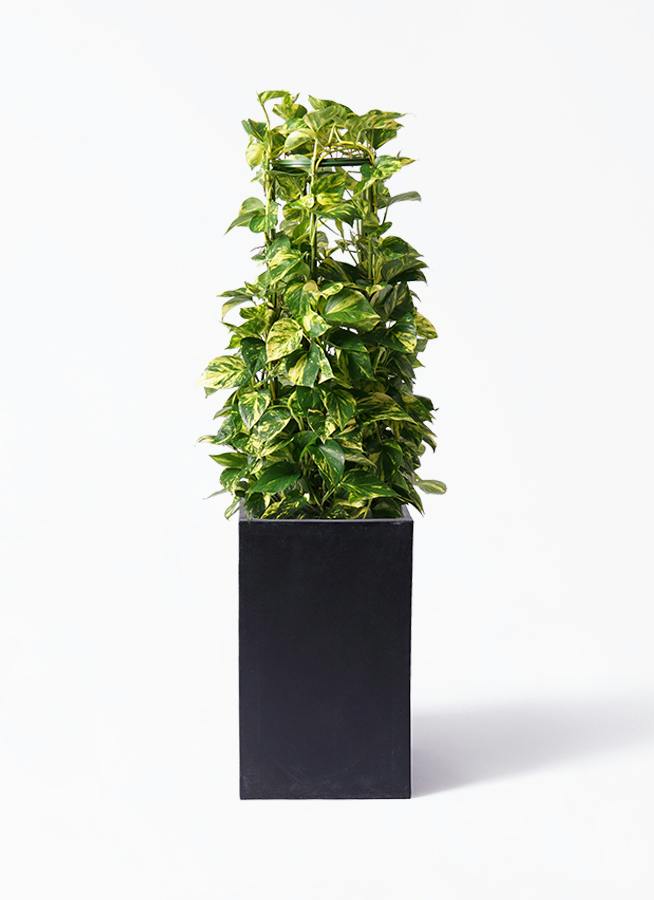 ポトス | 観葉植物の通販ならHitoHana（ひとはな）