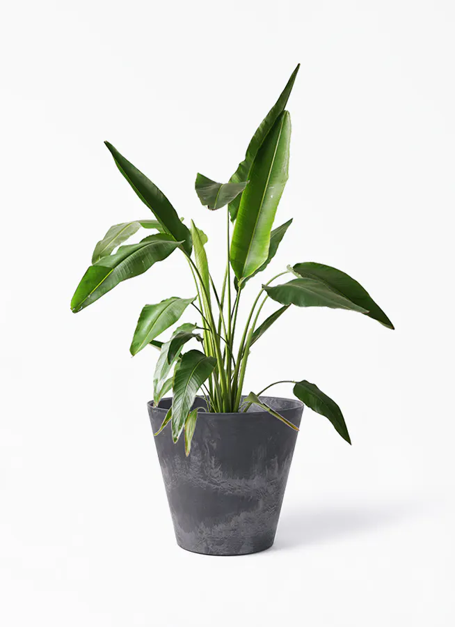 観葉植物 旅人の木 8号 アートストーン ラウンド ブラック 付き 観葉植物ならhitohana ひとはな