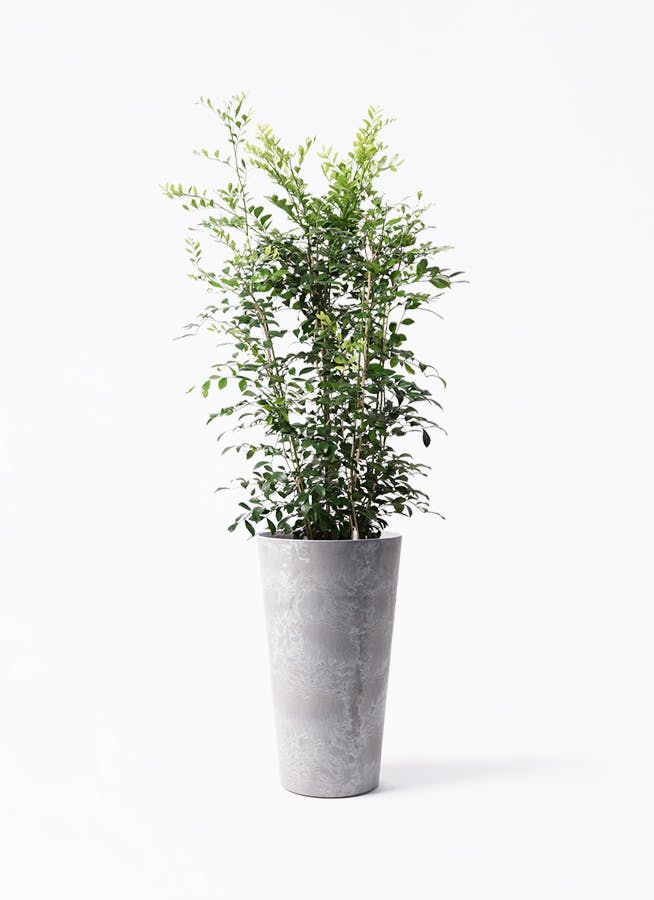 シルクジャスミン（げっきつ）8号 | 観葉植物 | 送料無料でお届け