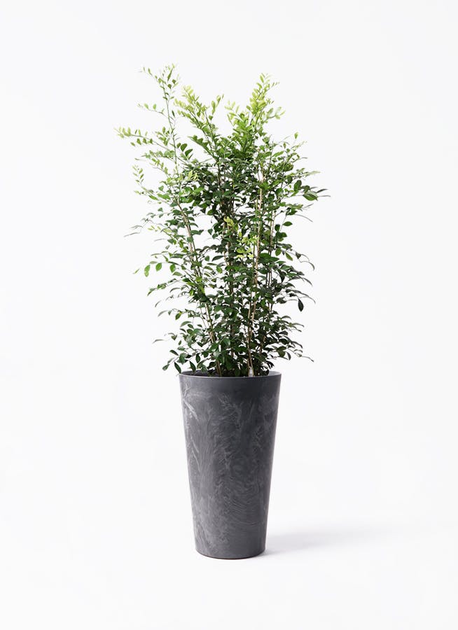 シルクジャスミン（げっきつ）8号 | 観葉植物 | 送料無料でお届け