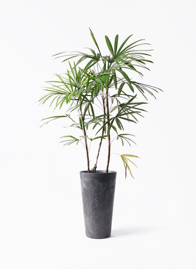 No. 58 シュロチク　棕櫚竹　H120 シュロチク（棕櫚竹） | 観葉植物の通販ならHitoHana（ひとはな）