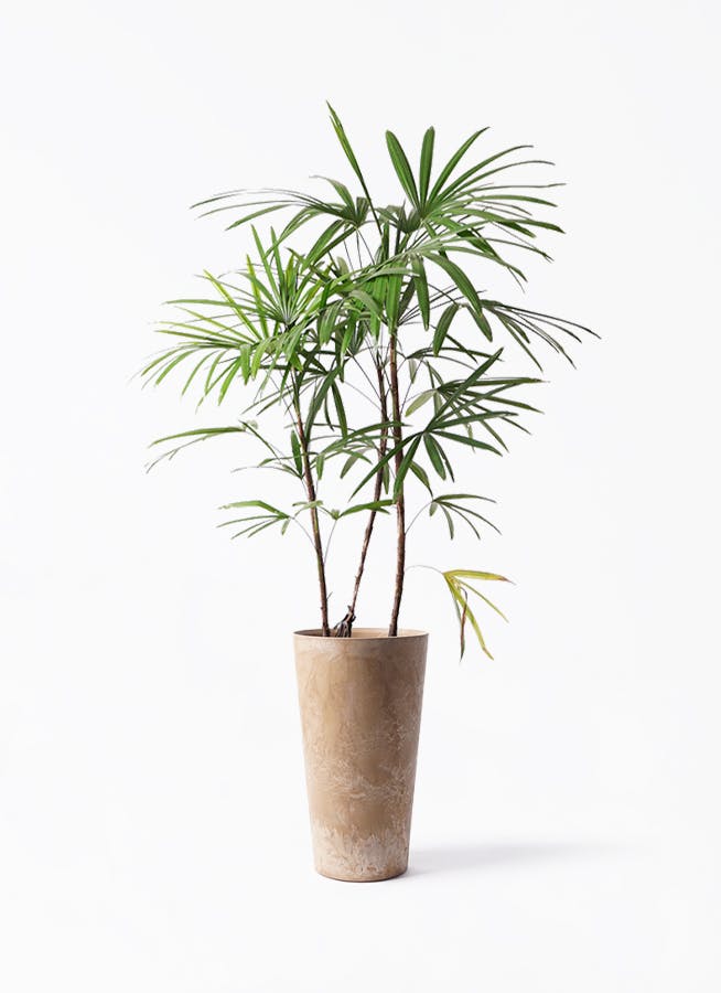 【美品】棕櫚竹　シュロチク シュロチク（棕櫚竹） | 観葉植物の通販ならHitoHana（ひとはな）