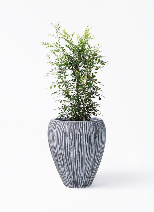 シルクジャスミン（げっきつ）8号 | 観葉植物 | 送料無料でお届け