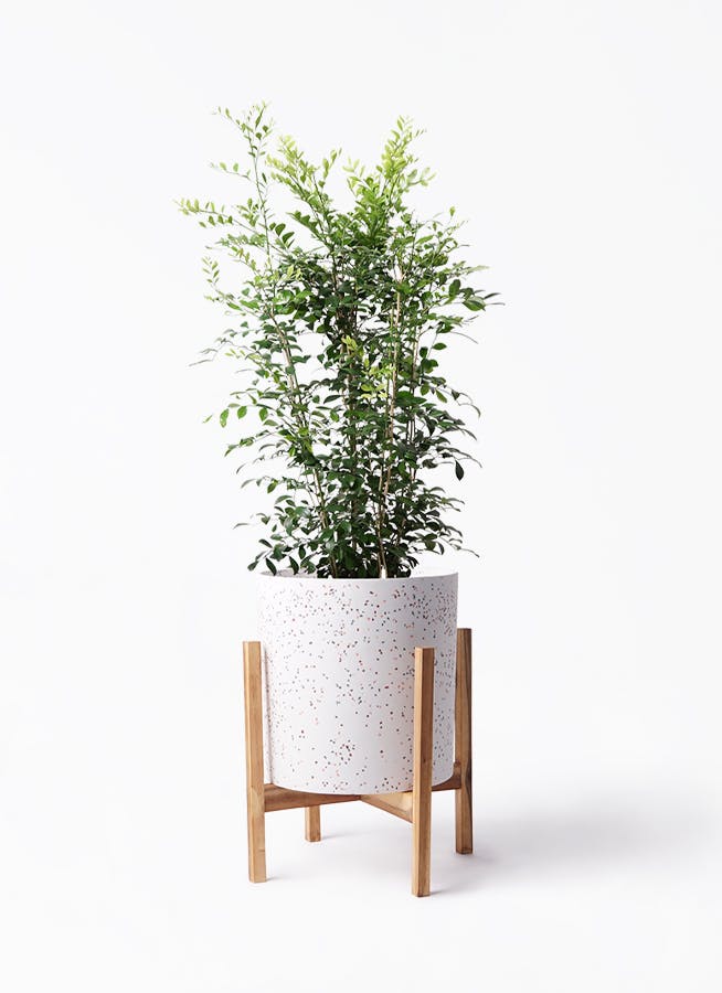 シルクジャスミン　リビングサイズ　８号　高さ115ｃｍ silkjasmine-174_1.jpg?1608734954