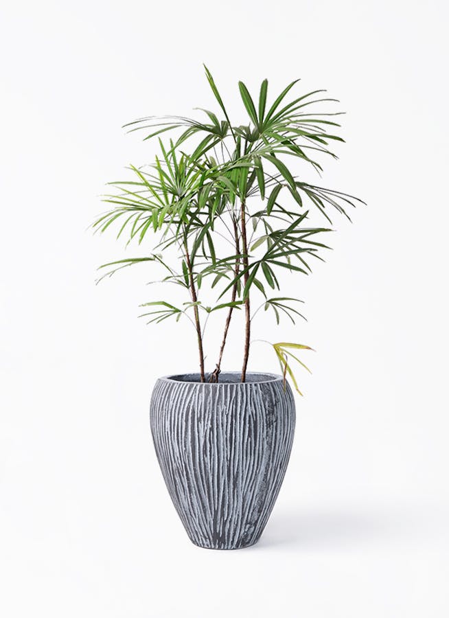 シュロチク　棕櫚竹　8号鉢 49 観葉植物 観葉植物 本物 シュロチク 8号鉢 大型 棕櫚竹 通販 人気 日陰に