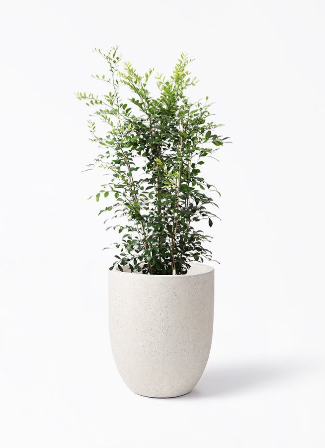 シルクジャスミン　リビングサイズ　８号　高さ115ｃｍ 楽天市場】【送料無料】シルクジャスミン 観葉植物 8号Lサイズ 1