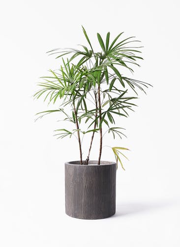 観葉植物 シュロチク（棕櫚竹） 8号 アルファ シリンダープランター ウッド 付き
