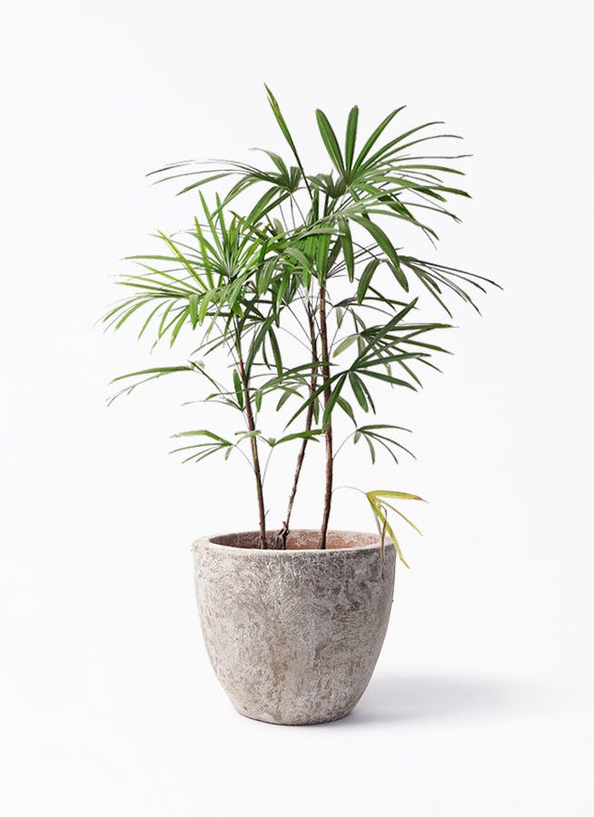 シュロチク 8号 | 観葉植物 | 送料無料でお届け - Hitohana（ひとはな）