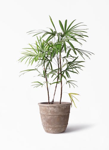 観葉植物 シュロチク（棕櫚竹） 8号 テラアストラ シリウス 付き