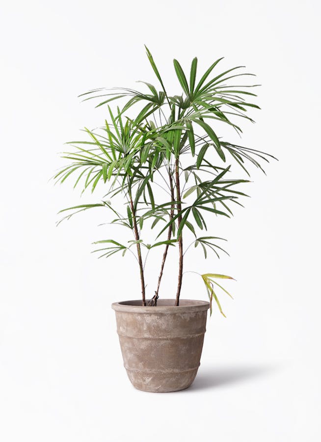 シュロチク（棕櫚竹） | 観葉植物の通販ならHitoHana（ひとはな）