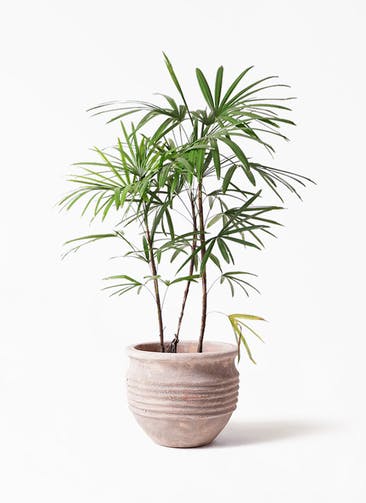 観葉植物 シュロチク（棕櫚竹） 8号 テラアストラ リゲル 赤茶色 付き