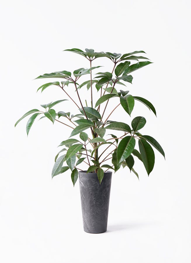 観葉植物 ツピダンサス 8号 ボサ造り アートストーン トールラウンド