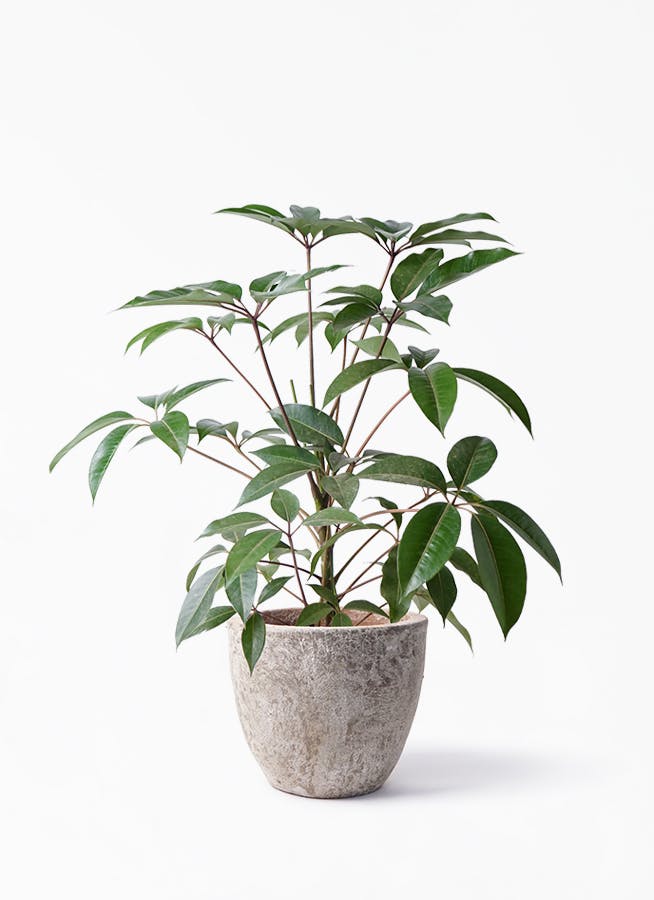 観葉植物 ツピダンサス 8号 ボサ造り アビスソニア ラウンド 付き 観葉植物ならhitohana ひとはな 観葉植物 ツピダンサス 8号 ボサ造り アビスソニア ラウンド 付き 観葉植物ならhitohana ひとはな