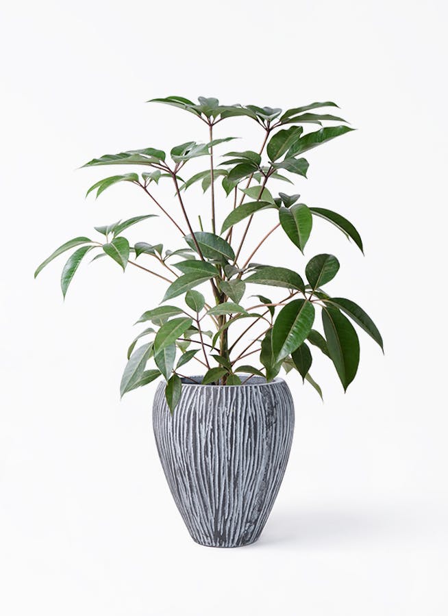 ツピダンサス 8号 | 観葉植物通販HitoHana(ひとはな)