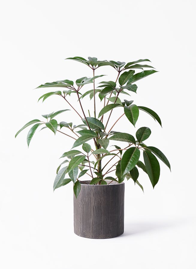 観葉植物 ツピタンサス シェフレラ 鉢植え ホワイトプランター Raiozuniformes Com Br