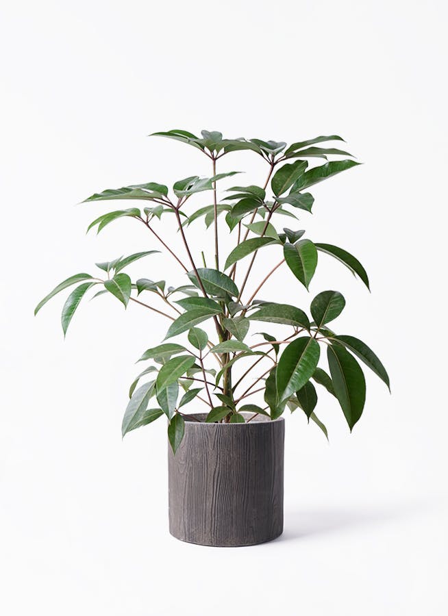 オリーブページ 観葉植物 オリーブの木 8号 ピクアル アルファ シリンダー