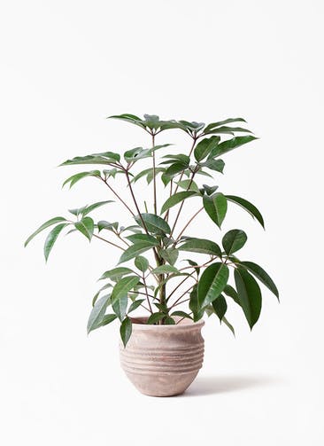 観葉植物 ツピダンサス 8号 ボサ造り テラアストラ リゲル 赤茶色 付き