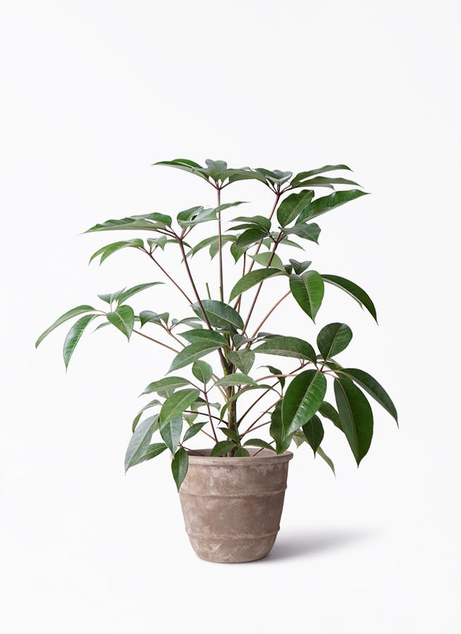 ツピダンサス 8号 | 観葉植物通販HitoHana(ひとはな)