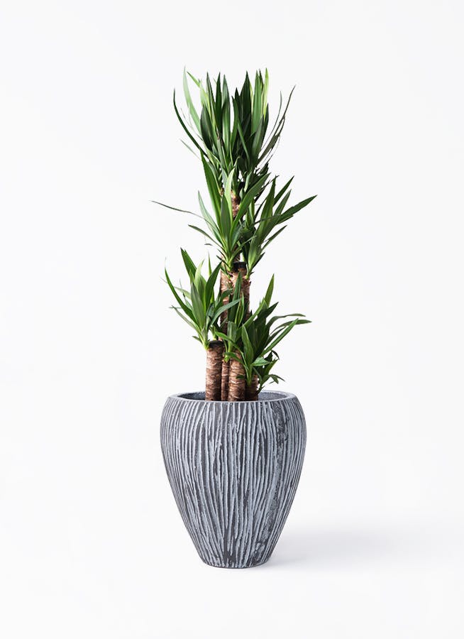 ユッカ（青年の木） | 観葉植物通販HitoHana（ひとはな）