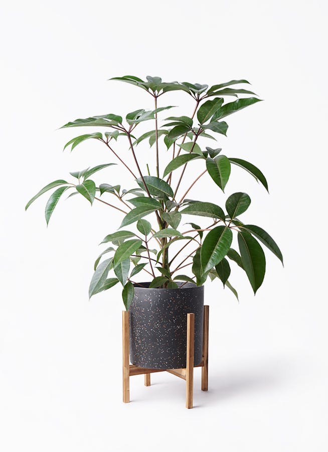 ツピダンサス 8号 | 観葉植物通販HitoHana(ひとはな)