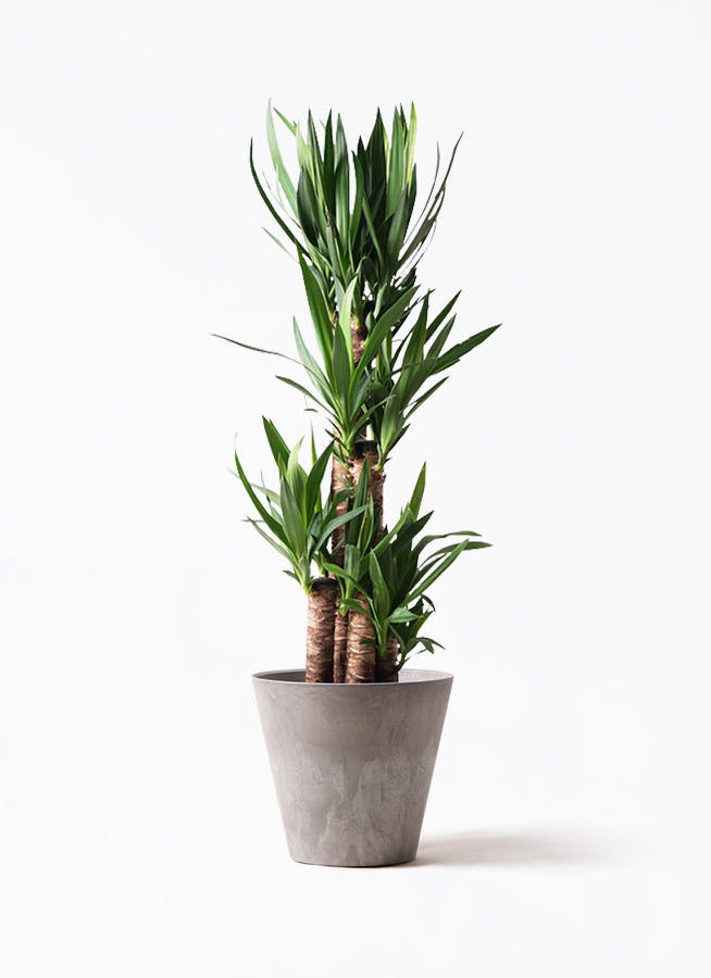 ユッカ 植物 大型 中型 ユッカ 大型 | 観葉植物通販HitoHana(ひとはな)