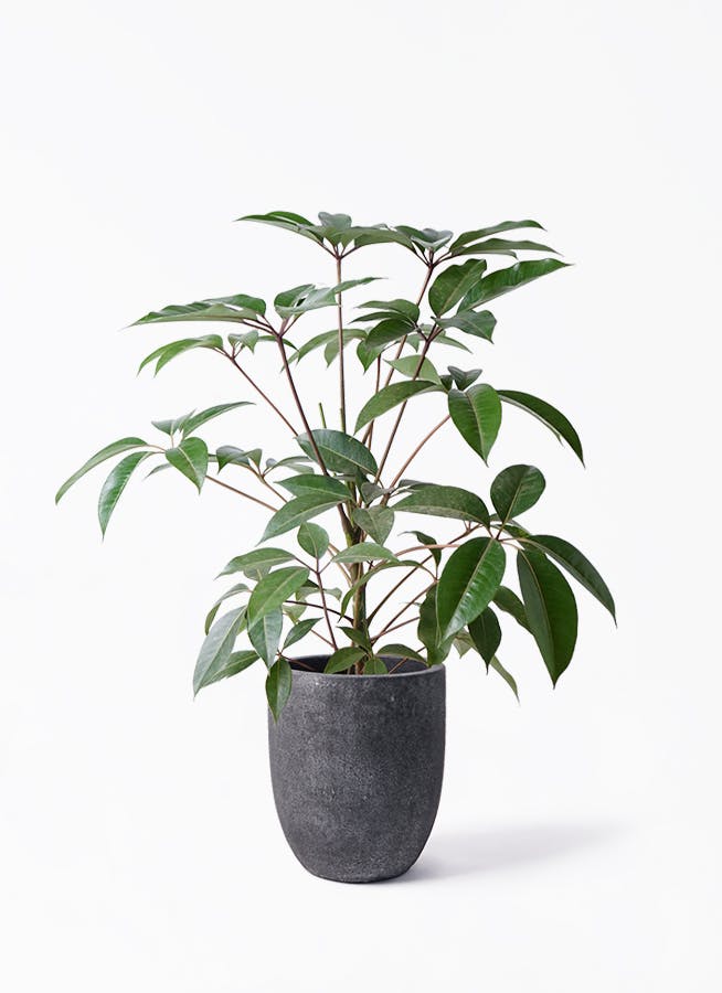 ツピダンサス | 観葉植物通販 HitoHana(ひとはな)
