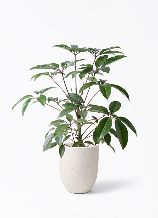 観葉植物 ツピダンサス 8号 ボサ造り フォリオアルトエッグ クリーム