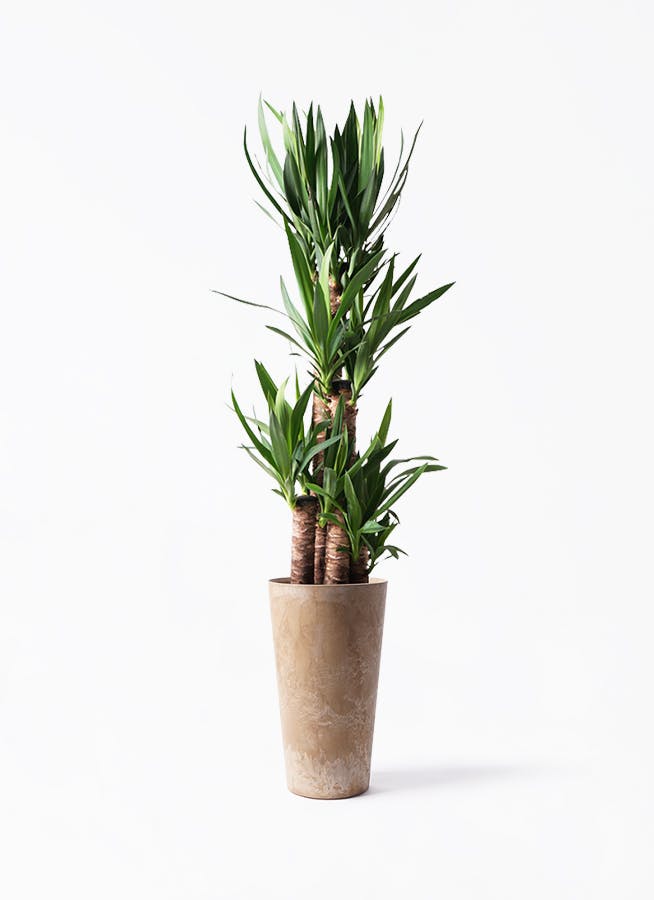 ユッカ（青年の木） | 観葉植物通販HitoHana（ひとはな）