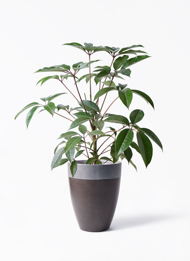 ツピダンサス 8号 | 観葉植物通販HitoHana(ひとはな)