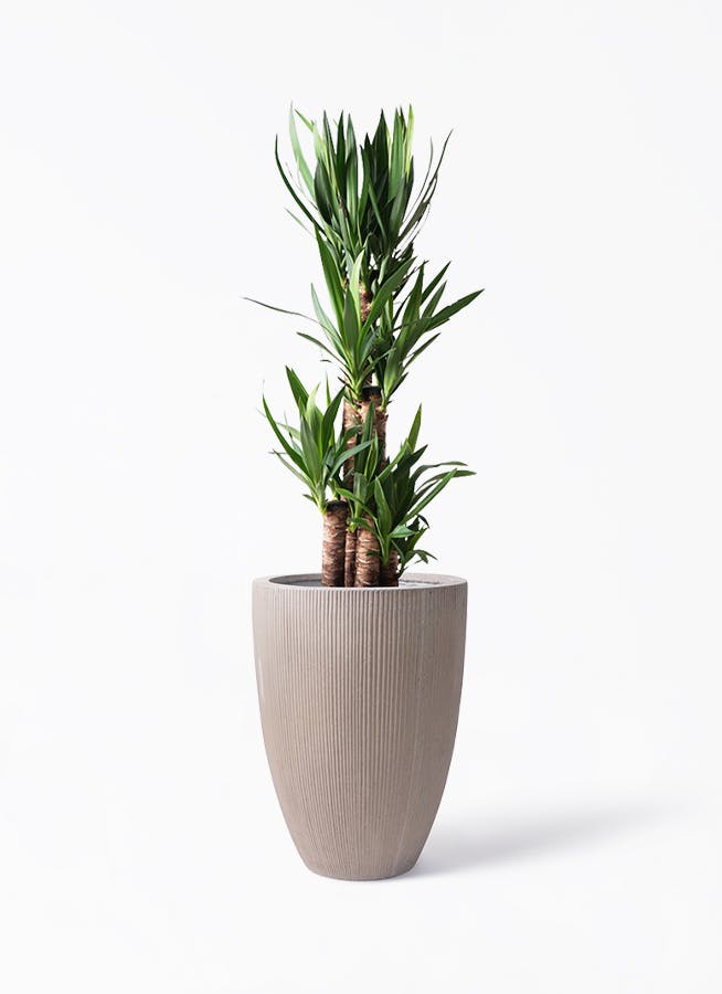 ユッカ 大型 | 観葉植物通販HitoHana(ひとはな)