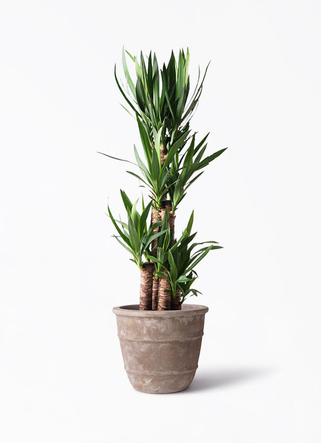 ユッカ（青年の木） | 観葉植物通販HitoHana（ひとはな）