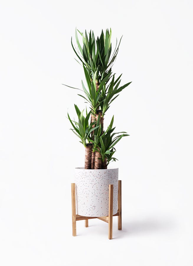ユッカ 大型 | 観葉植物通販HitoHana(ひとはな)