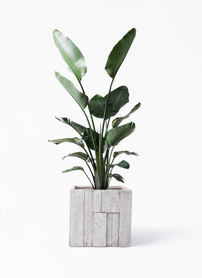 観葉植物 オーガスタ 10号 パターン キューブ 付き 観葉植物ならhitohana ひとはな 観葉植物 オーガスタ 10号 パターン キューブ 付き 観葉植物ならhitohana ひとはな
