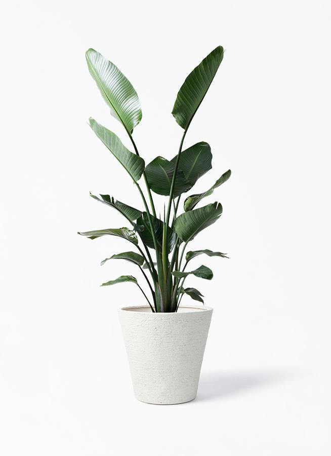 オーガスタ 10号 | 観葉植物の通販ならHitoHana