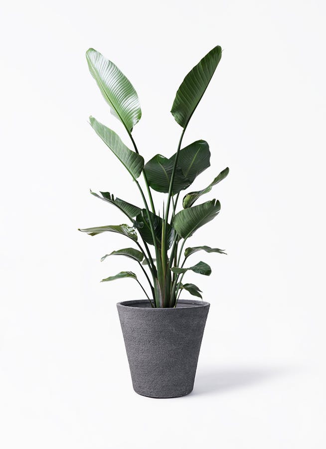 観葉植物 アロカシア 10号 オドラ（クワズイモ） ビアスソリッド