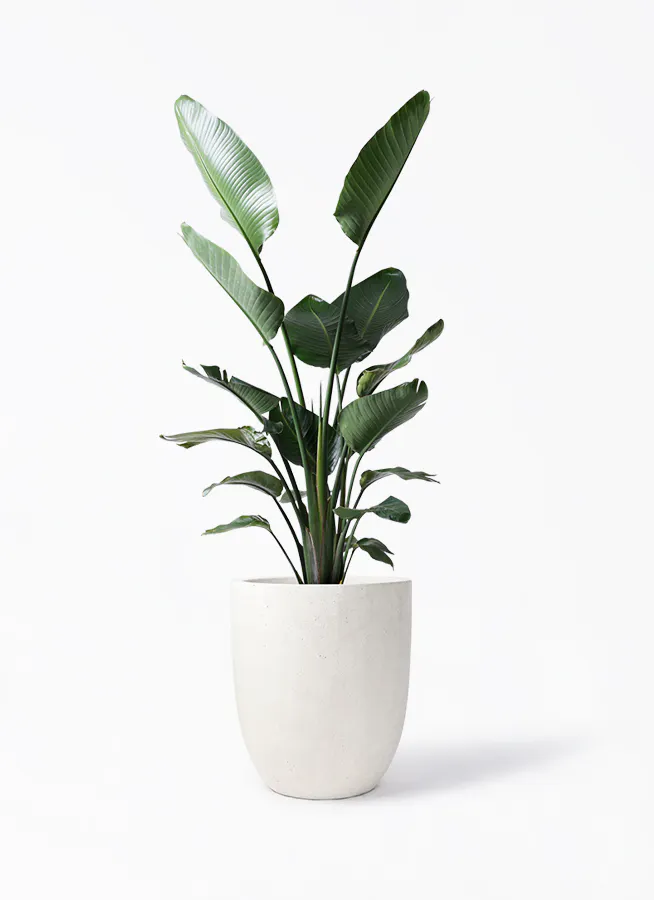 オーガスタ | 観葉植物の通販ならHitoHana（ひとはな）