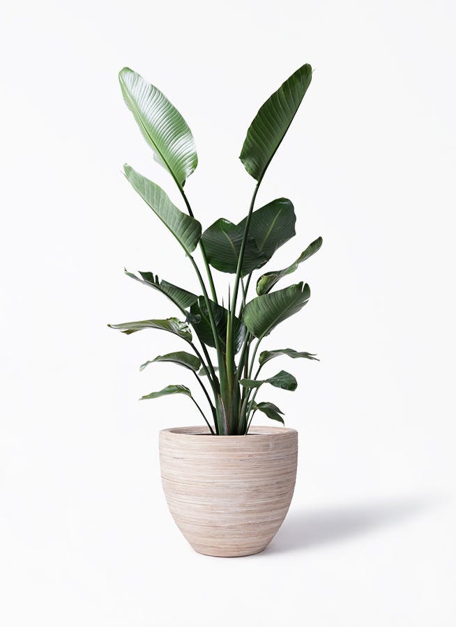 オーガスタ | 観葉植物の通販ならHitoHana（ひとはな）