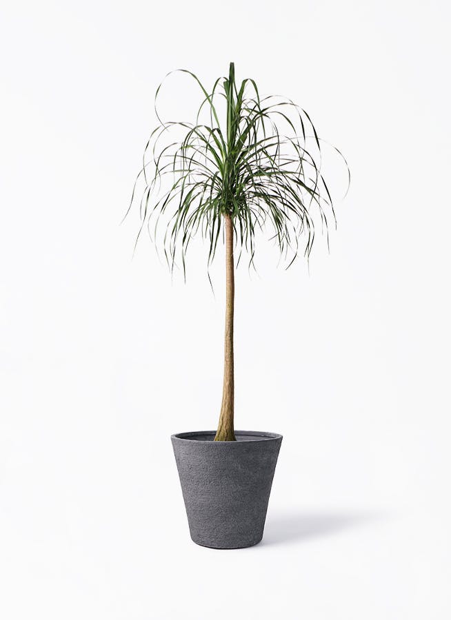 トックリランを価格(値段別)に選ぶ | HitoHana（ひとはな）