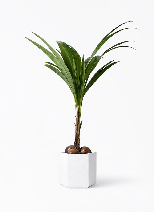 ココヤシ 10号 | 観葉植物 | インテリアやギフトに - Hitohana