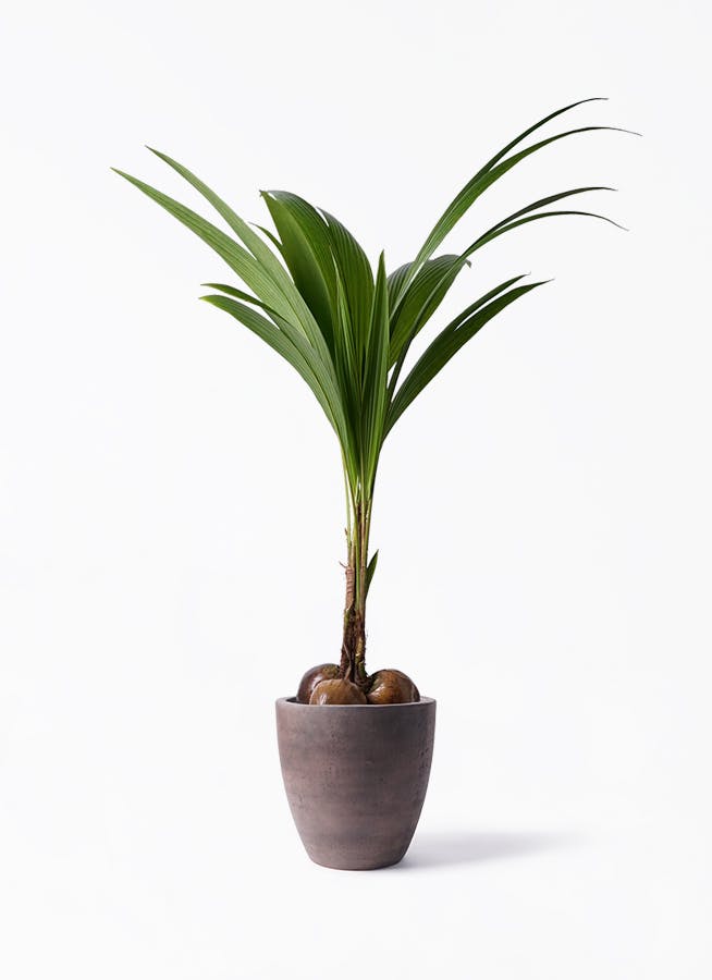 ココヤシ | 観葉植物の通販ならHitoHana（ひとはな）