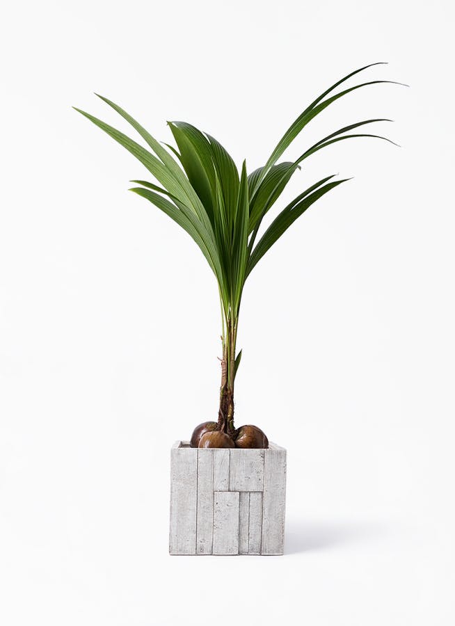 観葉植物 ココヤシ 10号 パターン キューブ 付き 観葉植物ならhitohana ひとはな