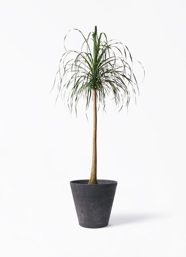 beaucarnea-recurvata-195_1.jpg