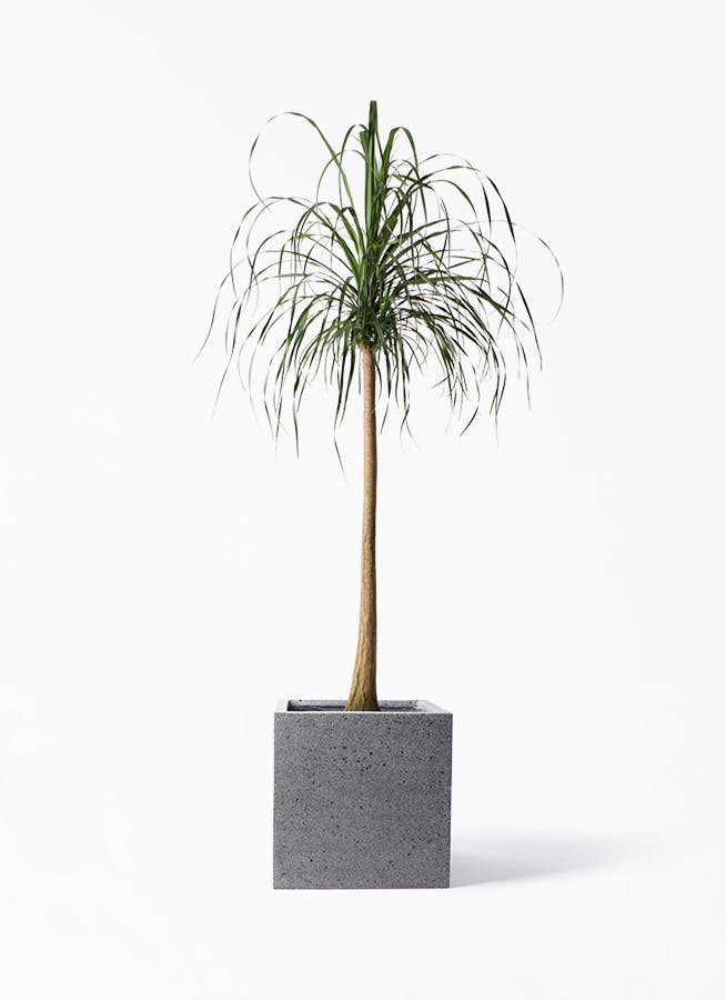 観葉植物 旅人の木 10号 キューブ ラテルストーン 付き | 観葉植物なら