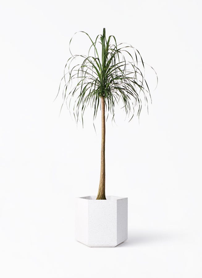 観葉植物　トックリラン 送料1500円】トックリラン 6号6入り｜豊明卸問屋ドットコム その他観葉植物