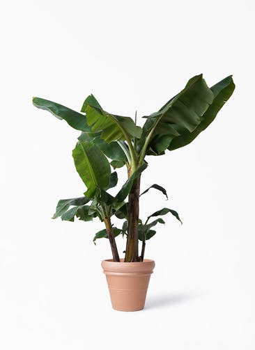 観葉植物 三尺バナナ 10号 トスカーナ リムポット 付き