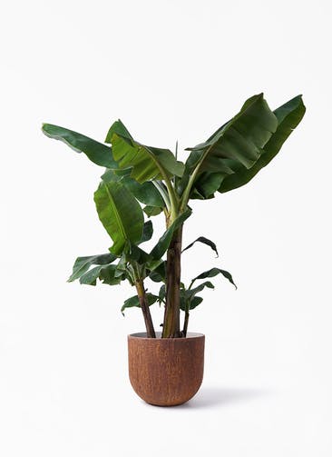 観葉植物 三尺バナナ 10号 バル ユーポット ラスティ  付き