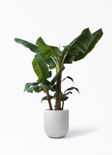 観葉植物 三尺バナナ 10号 バルゴ モノ ライトグレー 付き